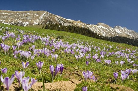 Příroda v Rakouských Alpách. Zdroj: wikimedia.org