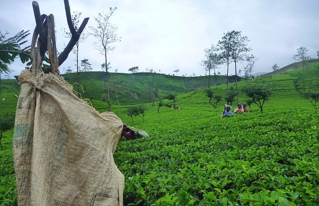 Exotická dovolená čajová plantáž na Srílance