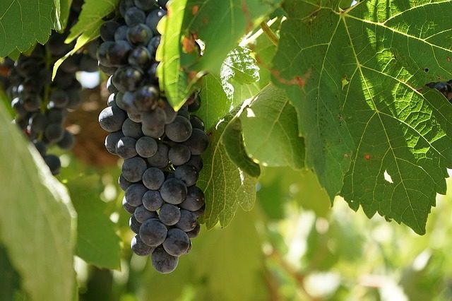 Kam za burčákem na jižní Moravě