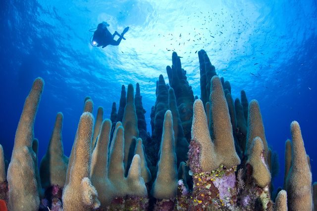 Grand Cayman