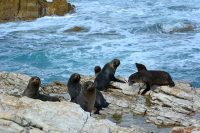 Kaikoura, Nový Zéland