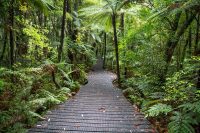 Prales Waipoua, Nový Zéland