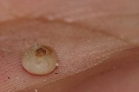 Jakým zvířatům se vyhnout na dovolené