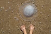 Jakým zvířatům se vyhnout na dovolené