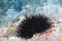 Jakým zvířatům se vyhnout na dovolené