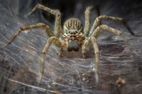 Jakým zvířatům se vyhnout na dovolené