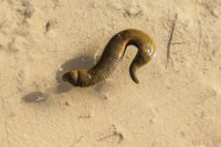 Jakým zvířatům se vyhnout na dovolené