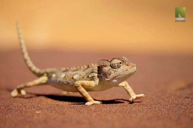Jeden den v divočině - Viasat Nature
