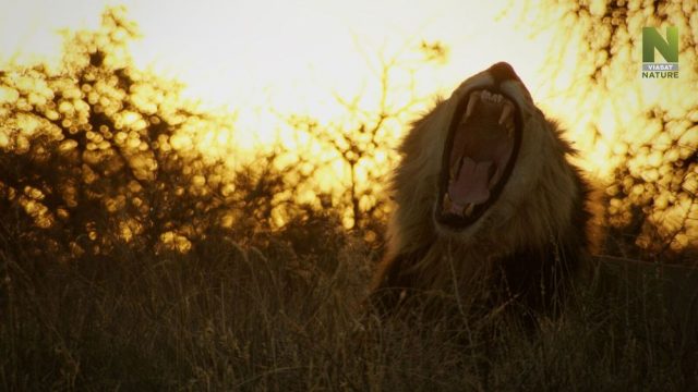 Jeden den v divočině - Viasat Nature