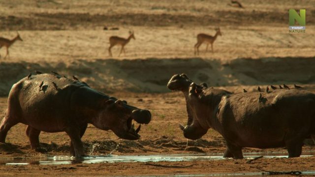 Jeden den v divočině - Viasat Nature