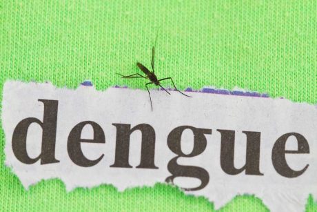 Horečka dengue a komáři
