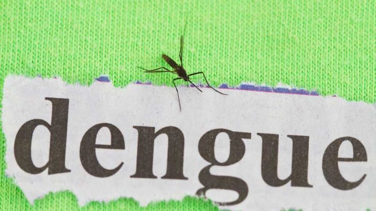 Horečka dengue a komáři