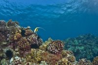 Havaj,opalovací krémy