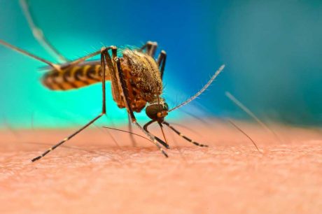 Malárie a nemoci od komárů