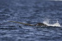 Zvířata ve volné přírodě