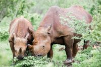 Viktoriiny vodopády