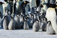 Zvířata ve volné přírodě