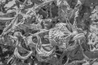 Wat Rong Khun, Bílý chrám v Thajsku