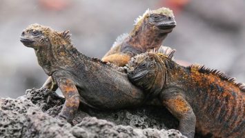 Galapágy, leguáni