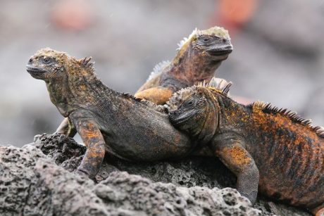 Galapágy, leguáni