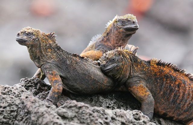 Galapágy, leguáni