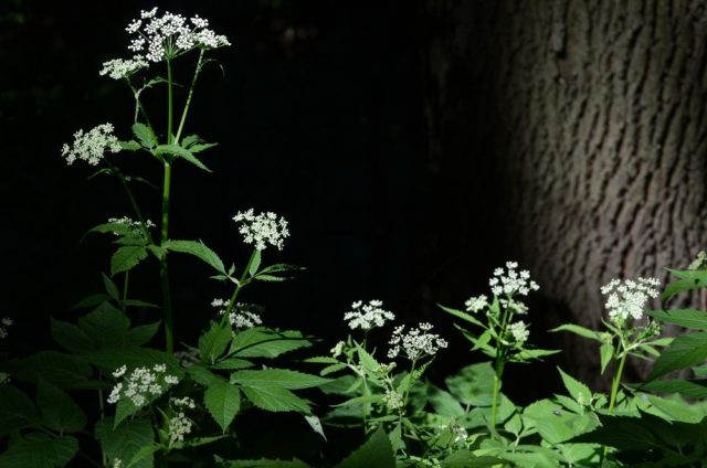 Cicuta maculata