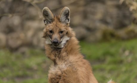 Zoo Děčín