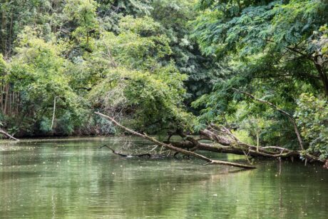 Moravská Amazonie