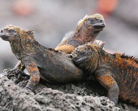 Galapágy, leguáni