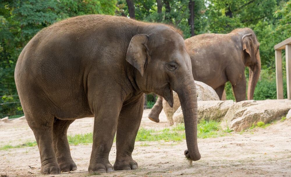 Zoo Berlín