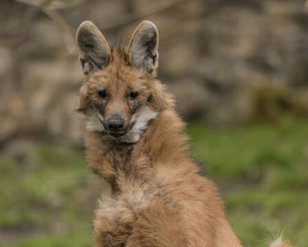 Zoo Děčín