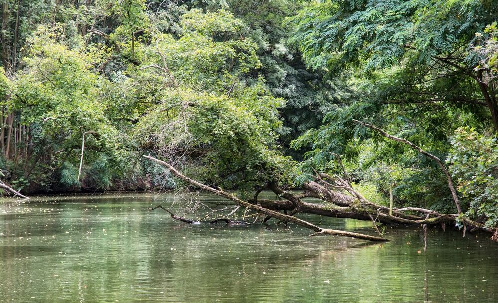 Moravská Amazonie