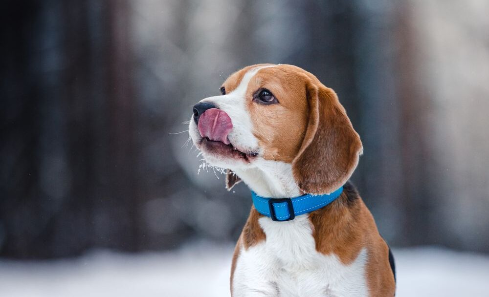 Dog,Breed,Beagle,Walking,In,Winter,Forest,,Run,And,Play