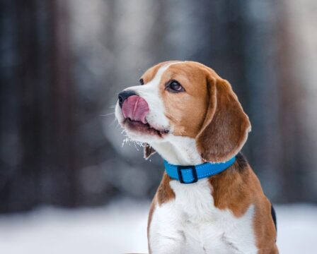 Dog,Breed,Beagle,Walking,In,Winter,Forest,,Run,And,Play