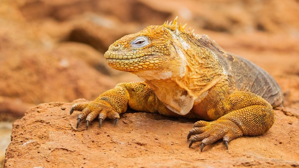 Galapágy
