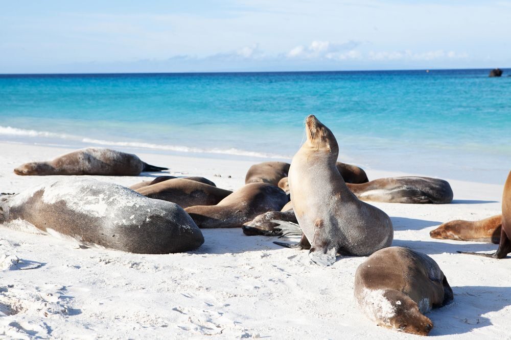 Galapágy