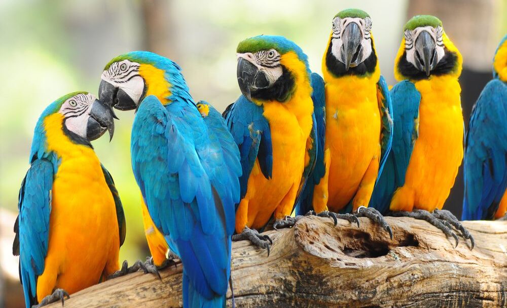 Papouščí zoo