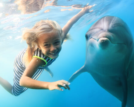 Kam za delfíny, plavání s delfíny