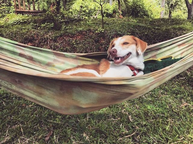 Ginger, pes cestovatel