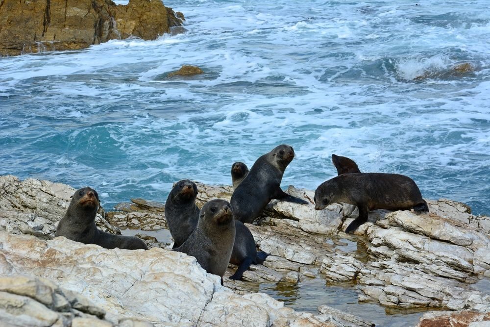 Kaikoura, Nový Zéland