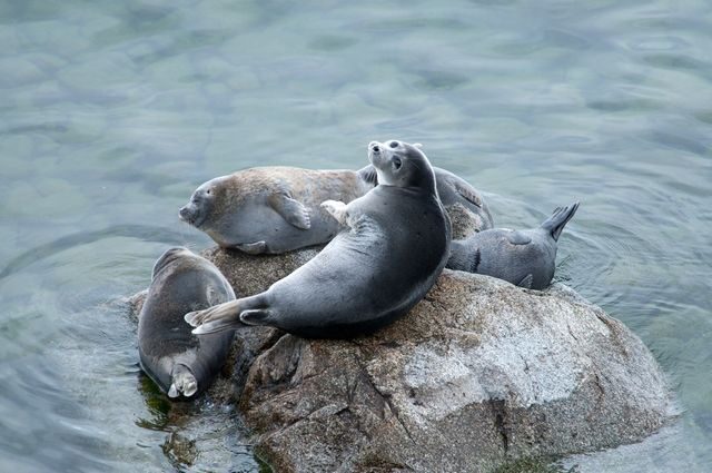 Jezero Bajkal, tuleň Něrpa