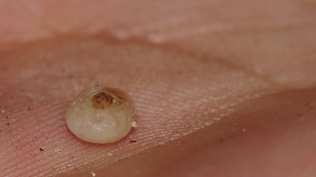 Jakým zvířatům se vyhnout na dovolené