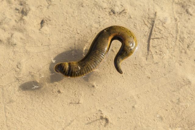 Jakým zvířatům se vyhnout na dovolené