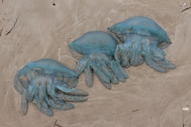 Nejnebezpečnější pláže na světě