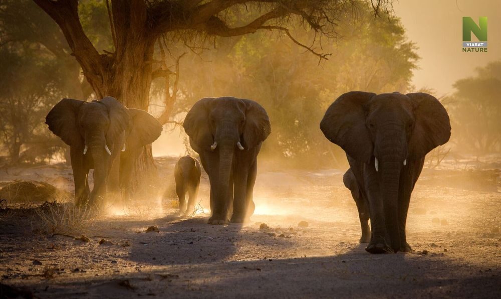 Jeden den v divočině - Viasat Nature