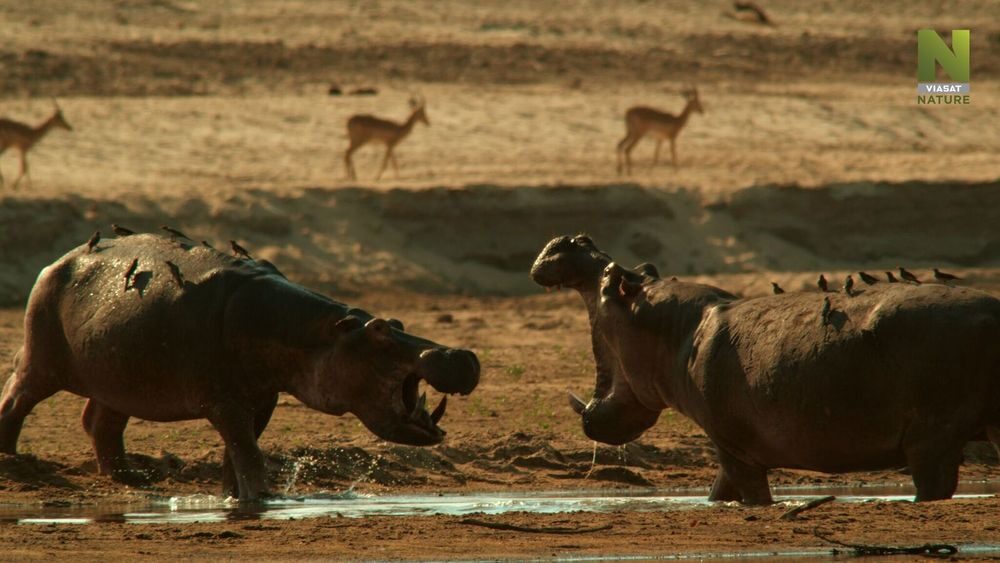 Jeden den v divočině - Viasat Nature