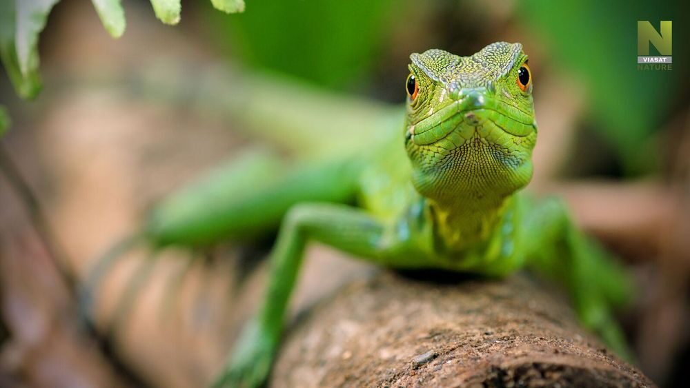 Jeden den v divočině - Viasat Nature