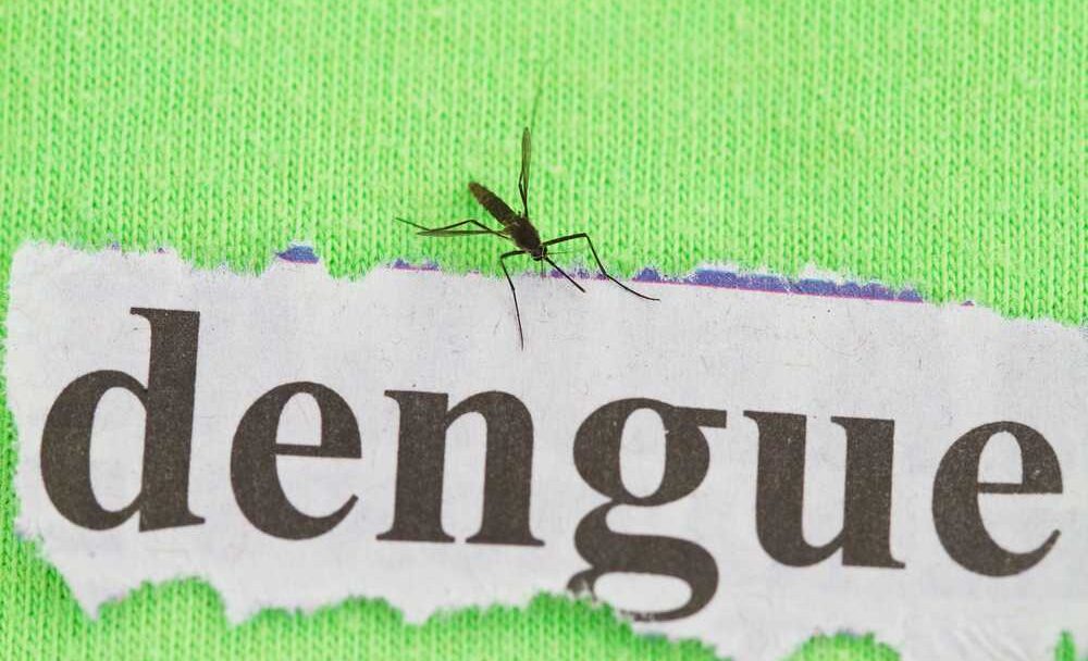 Horečka dengue a komáři