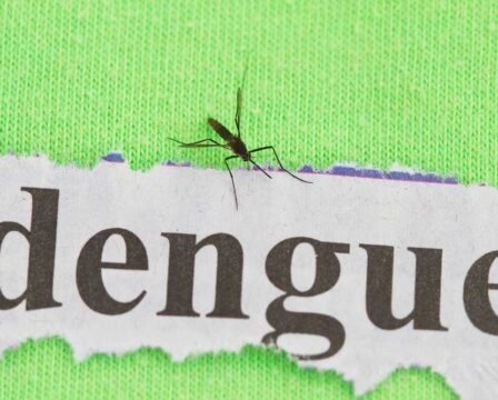 Horečka dengue a komáři