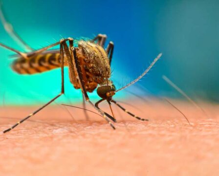 Malárie a nemoci od komárů